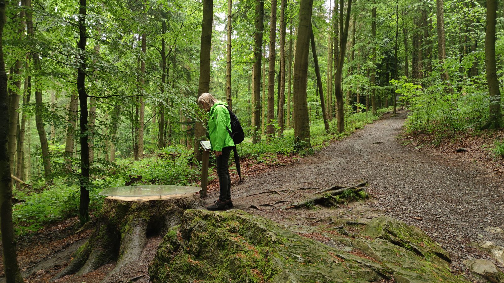 Baumscheibe mit Jahresringen im Naturschutzgebiet Bruchhauser Steine