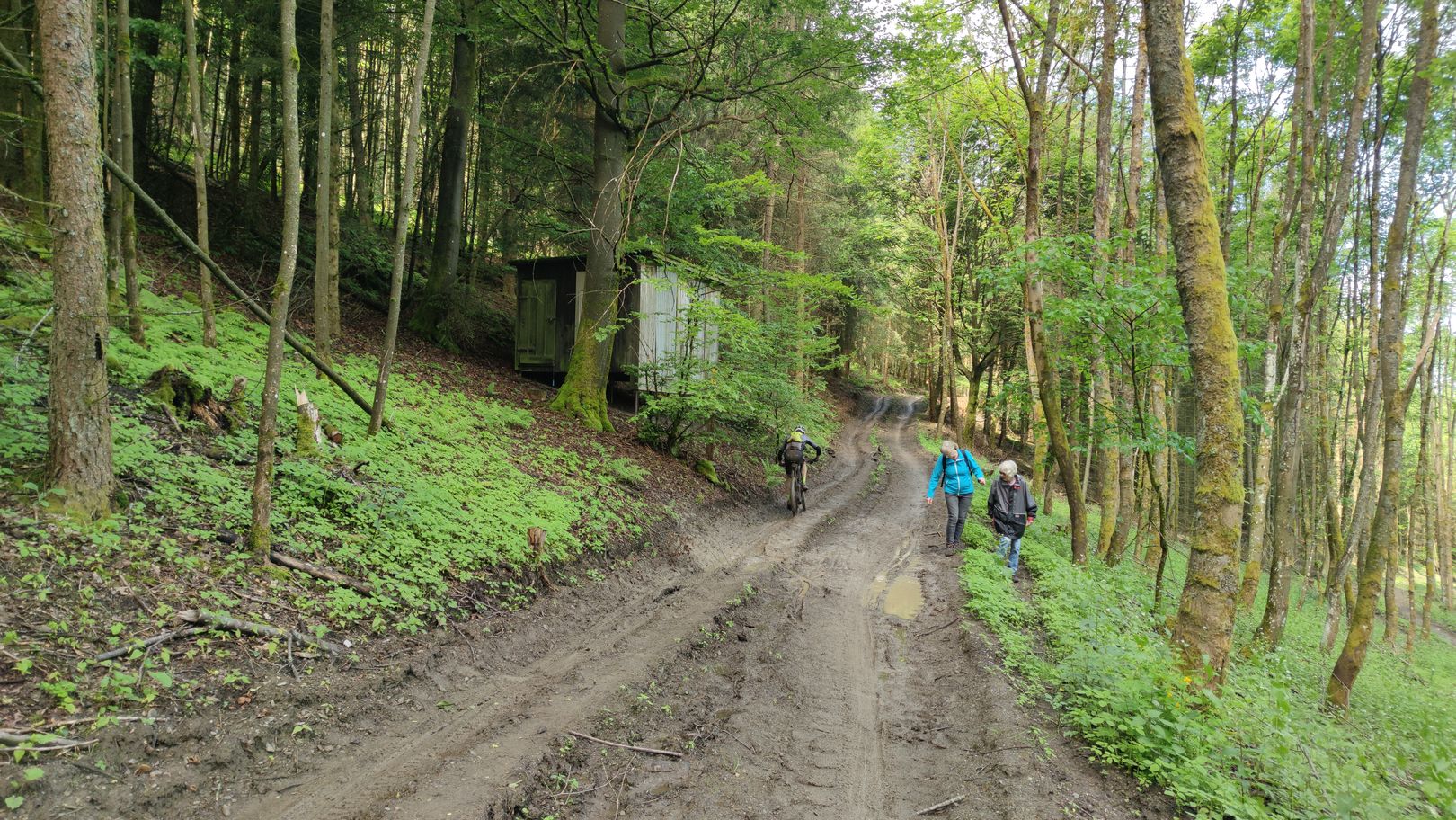 MTB-Rennfahrer kurz vor der Schutzhütte Echternschlade auf matschigem Forstweg