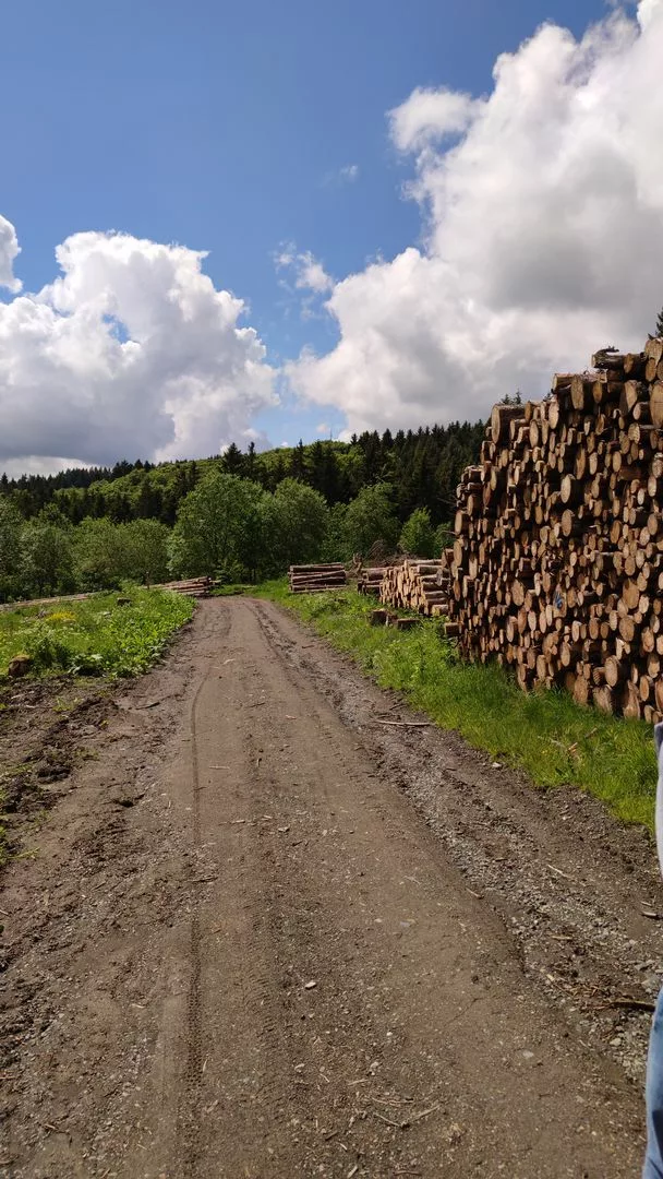 Forstweg im Naturschutzgebiet Kahle Pön