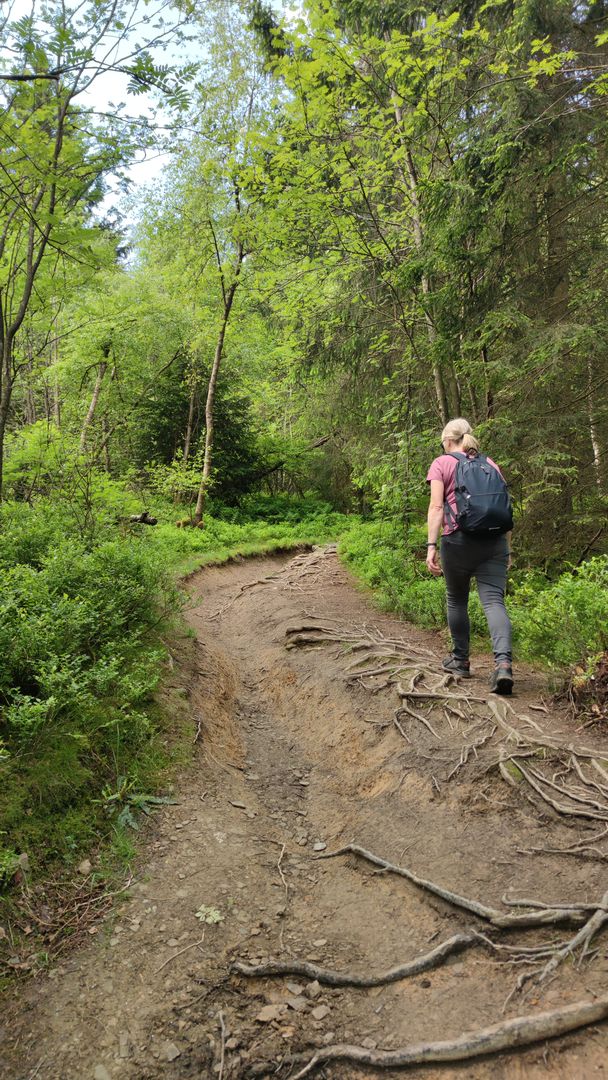 Wurzelpfad hinauf auf den Kahlen Asten