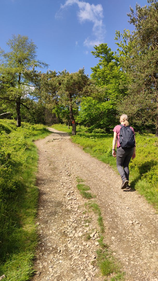 breiter Weg mit Heidelandschaft am Kahlen Asten