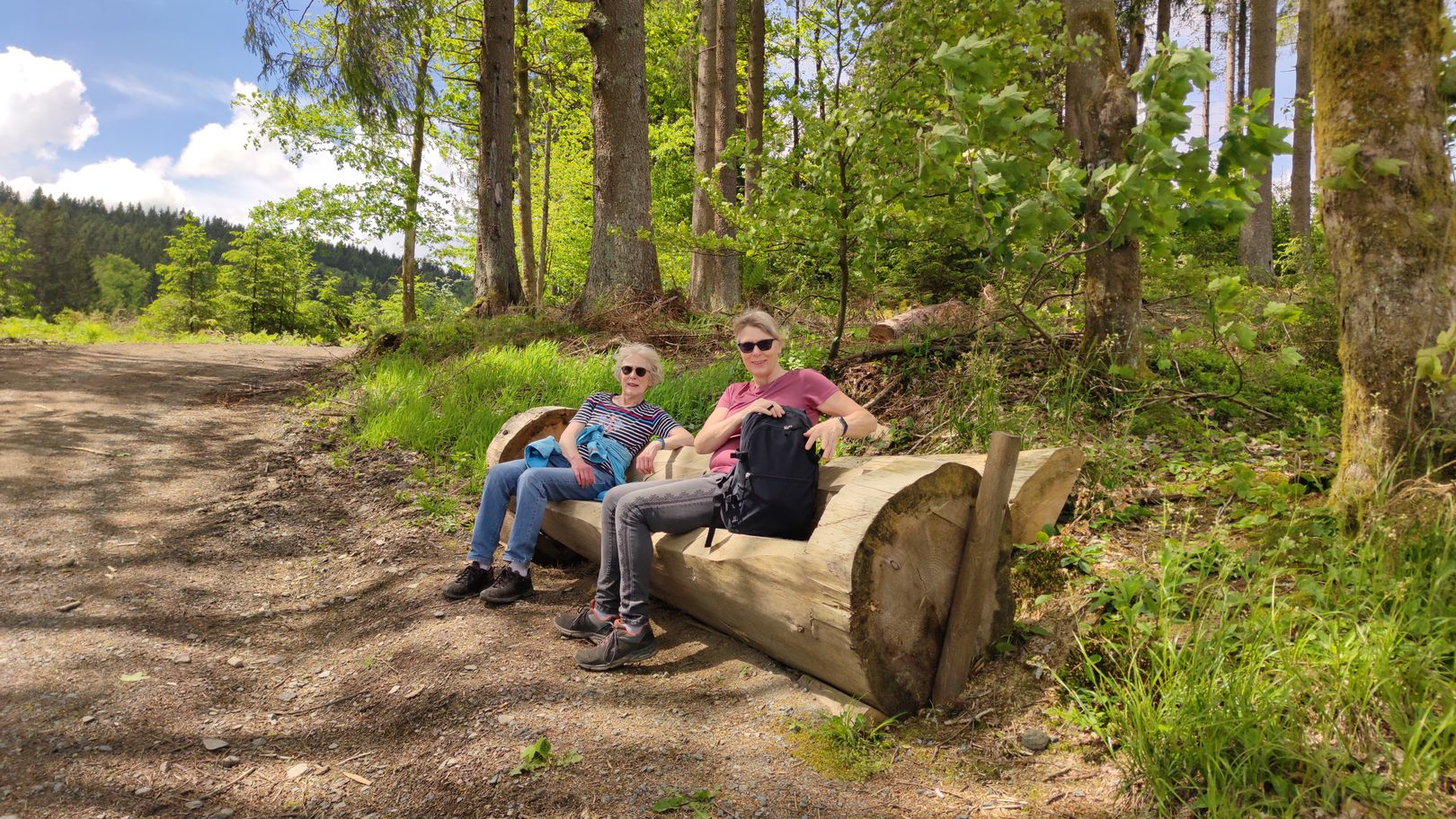 in einen dicken Baumstamm geschlagene Bank